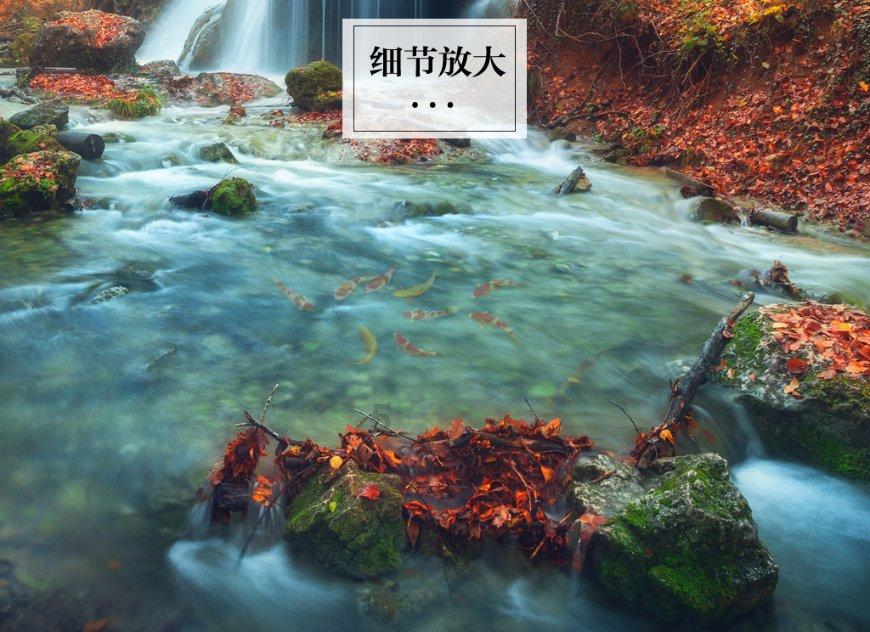 腐草化萤
